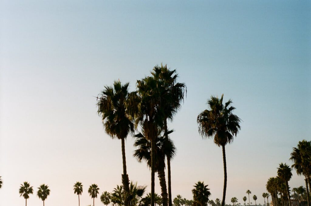 Tranquil scene of palm trees against a clear blue sky in Oceanside, California.