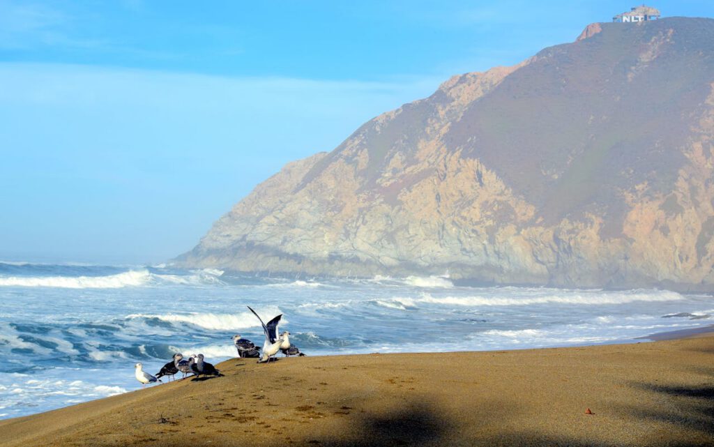 Seagulls gather on a sandy beach with waves crashing and a rocky mountain backdrop at Half Moon Bay, CA.